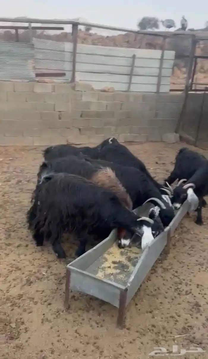 معزا دفيع كلها 1