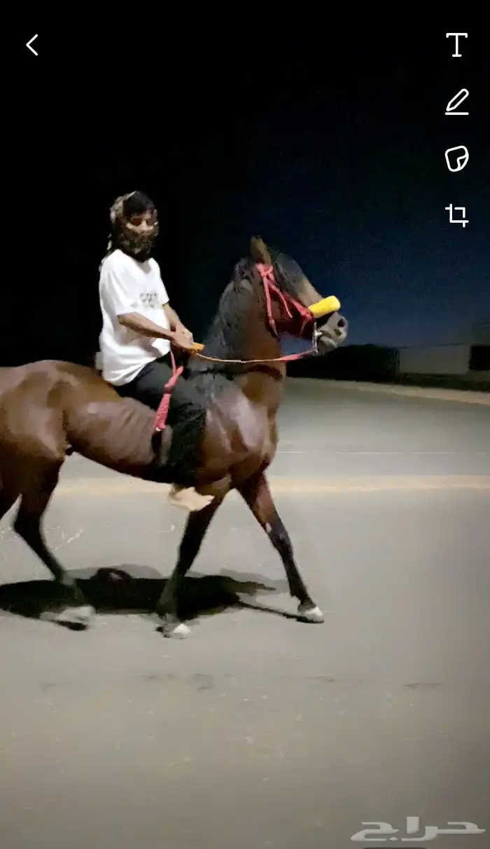 الخيل الكفو للبيع 0