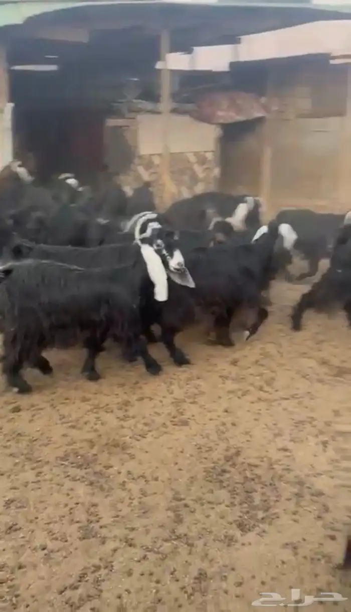 معزا دفيع كلها 0