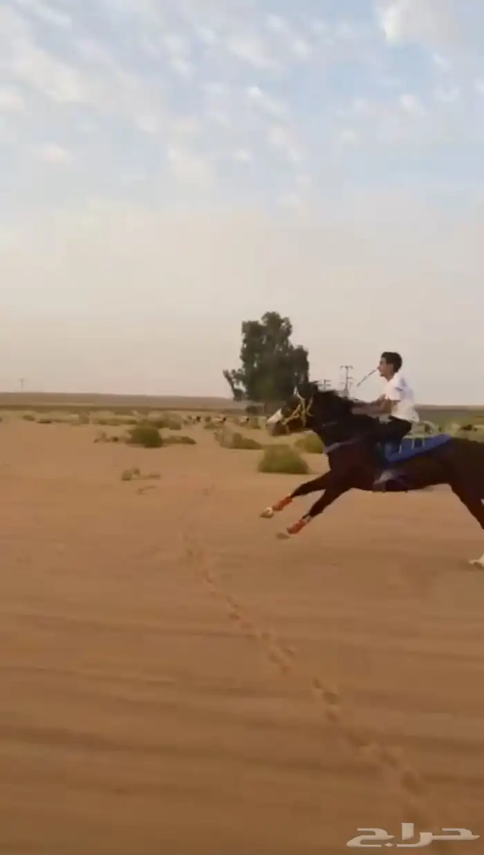 حصان شعبي جزيري 3