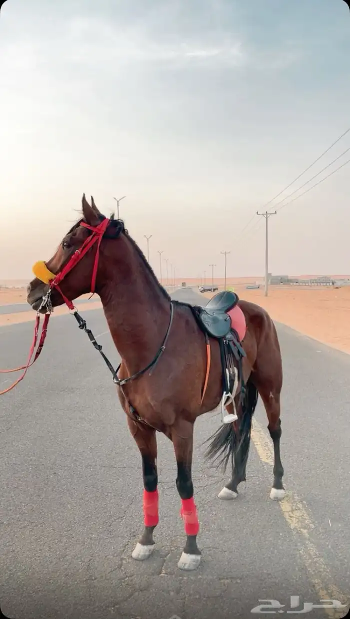 الخيل الكفو للبيع 1