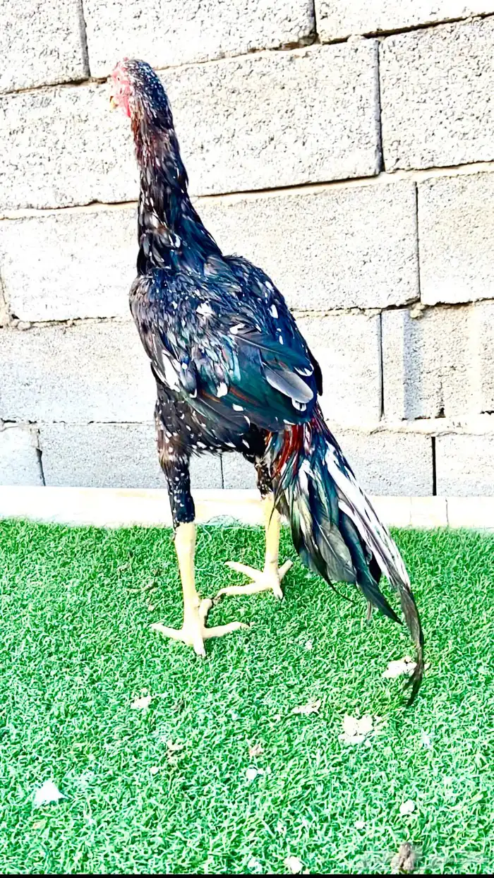 ديك سندي نسل عم غبشان 0