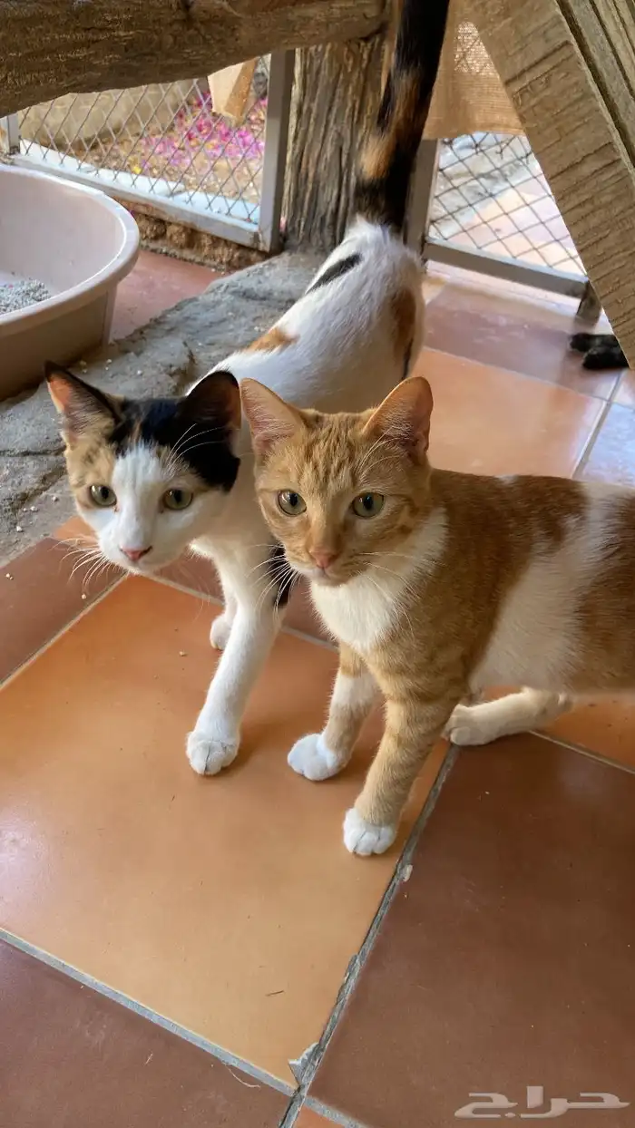قطط انثى للتبني ( معقمه ) 3