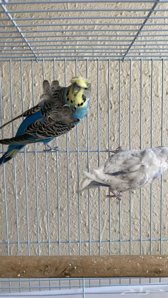 باتجي هوقو 1