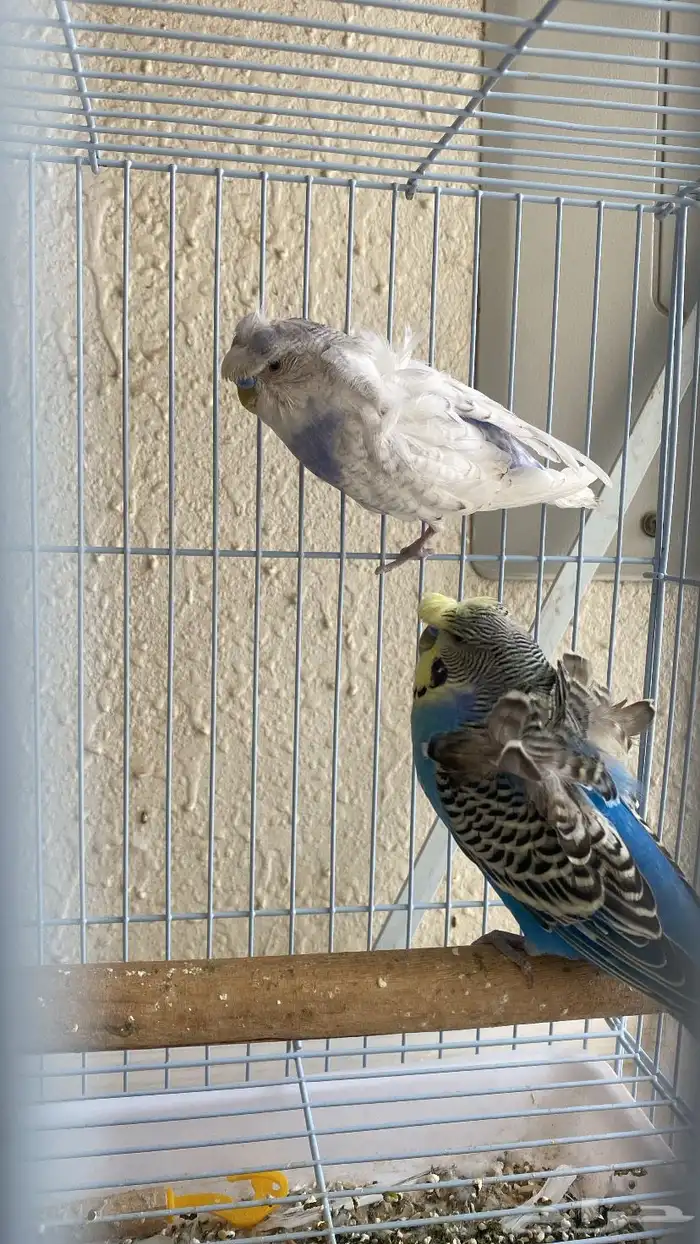 باتجي هوقو 3