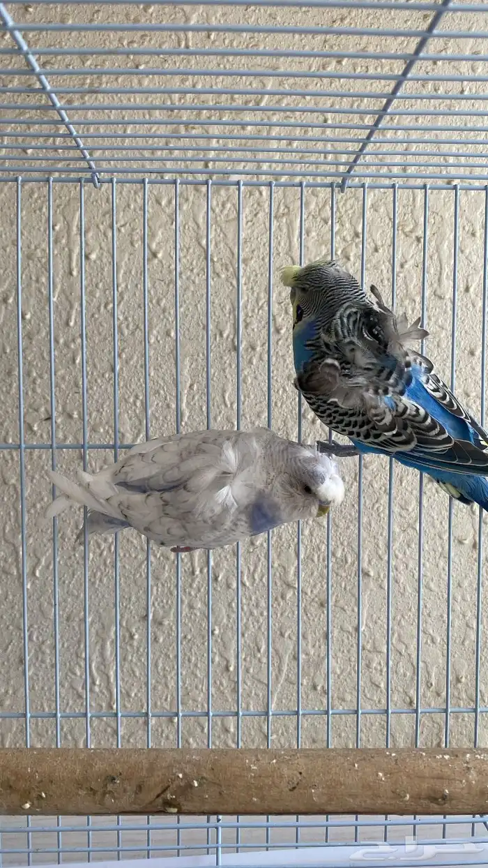 باتجي هوقو 0