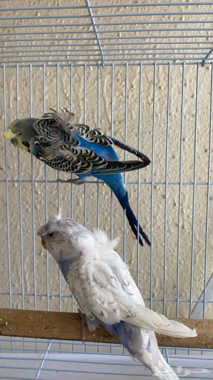 باتجي هوقو 2