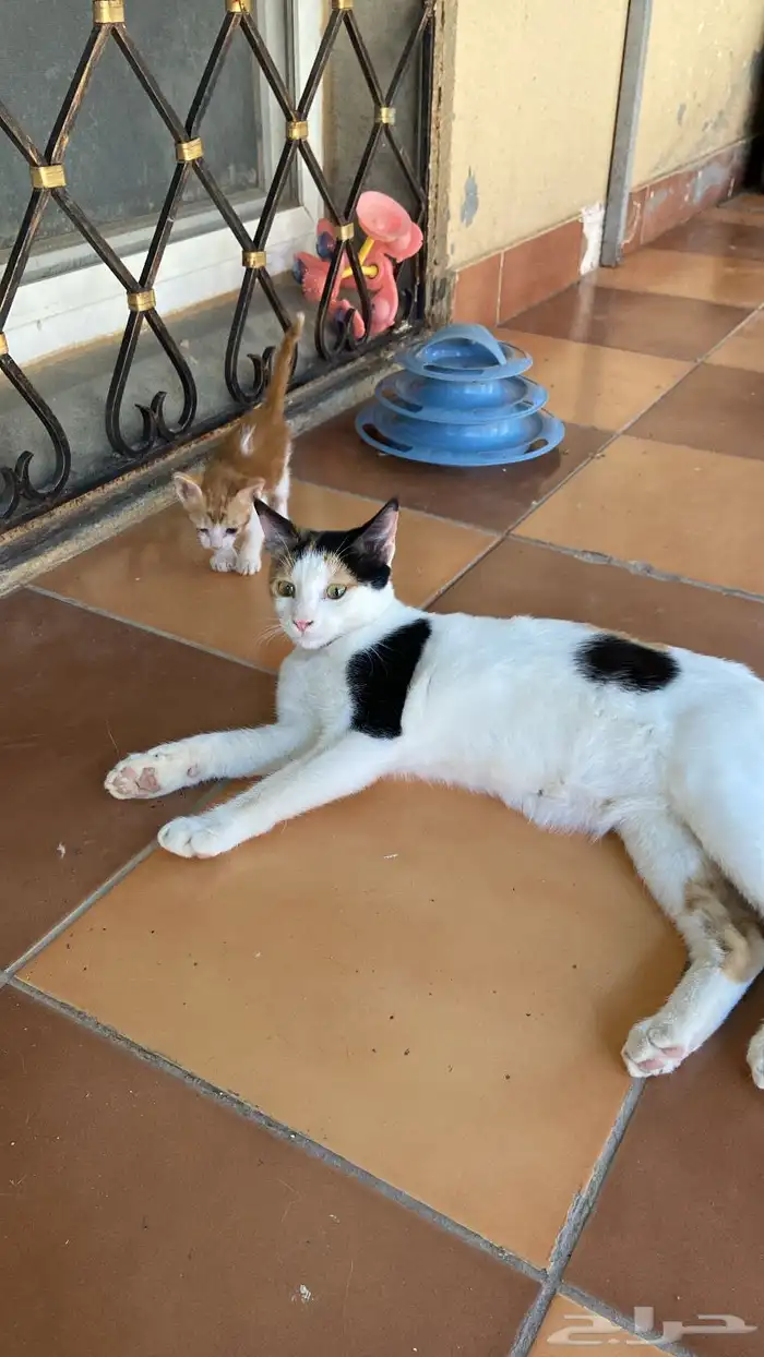 قطط انثى للتبني ( معقمه ) 7