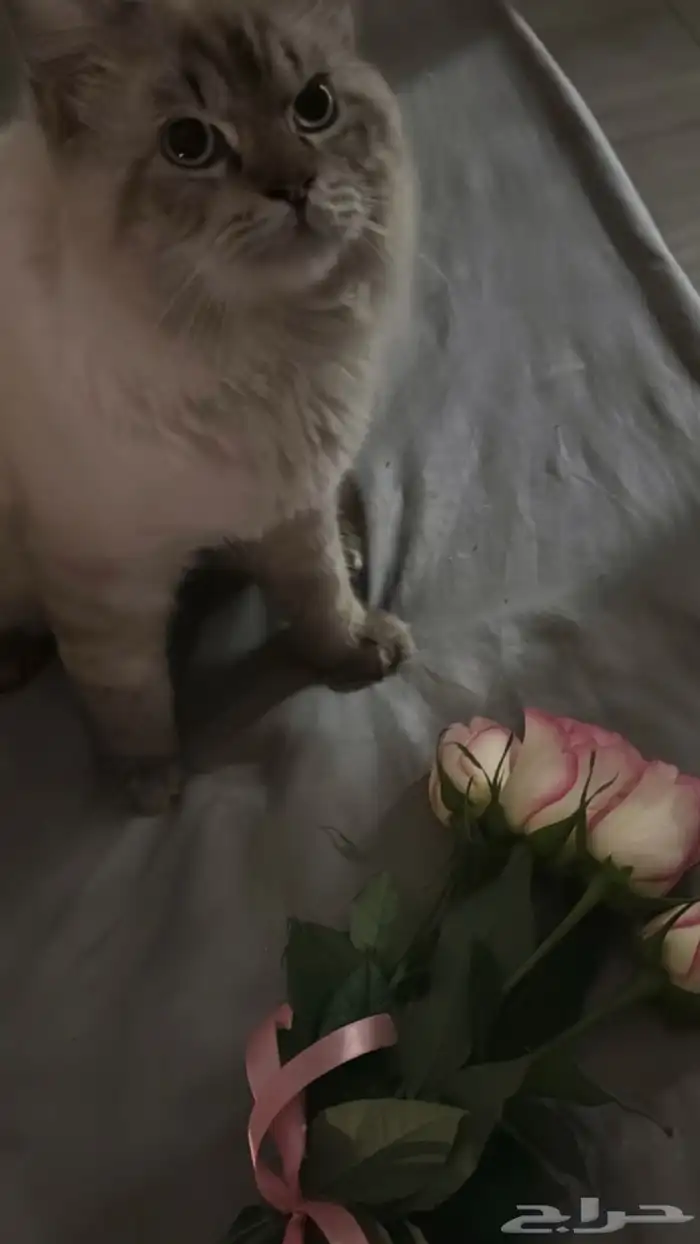 قطططو لتبنييي 0