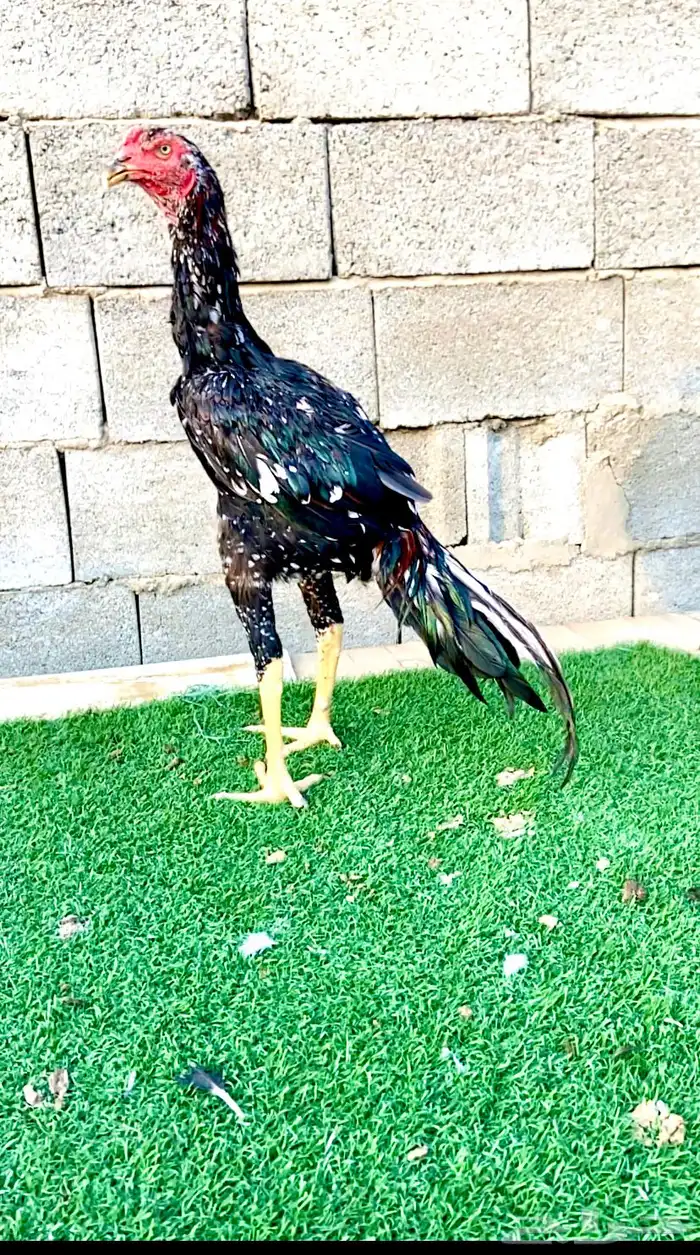 ديك سندي نسل عم غبشان 1