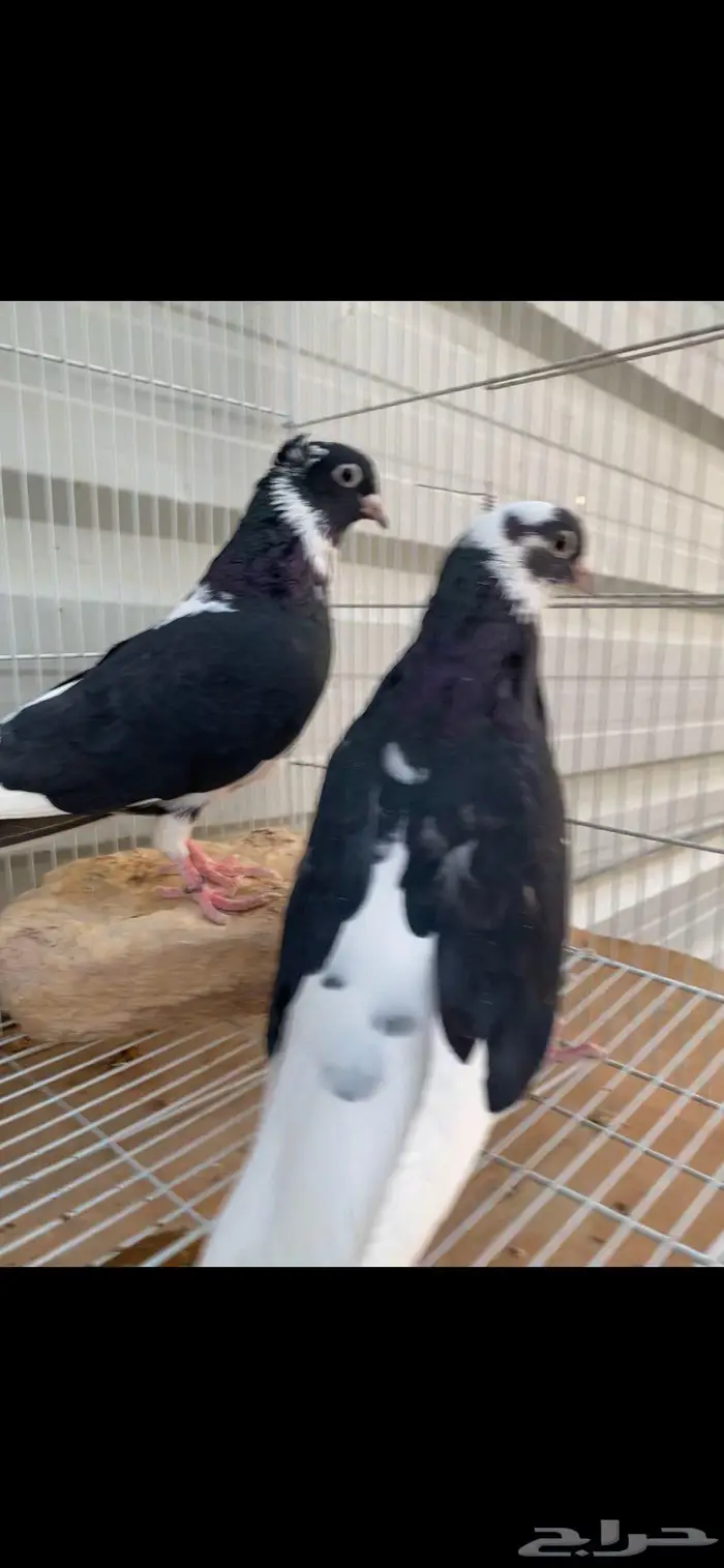 جوزين درع جميلة الخرج 5