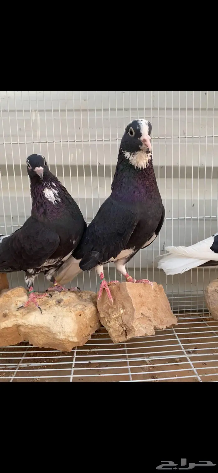 جوزين درع جميلة الخرج 6