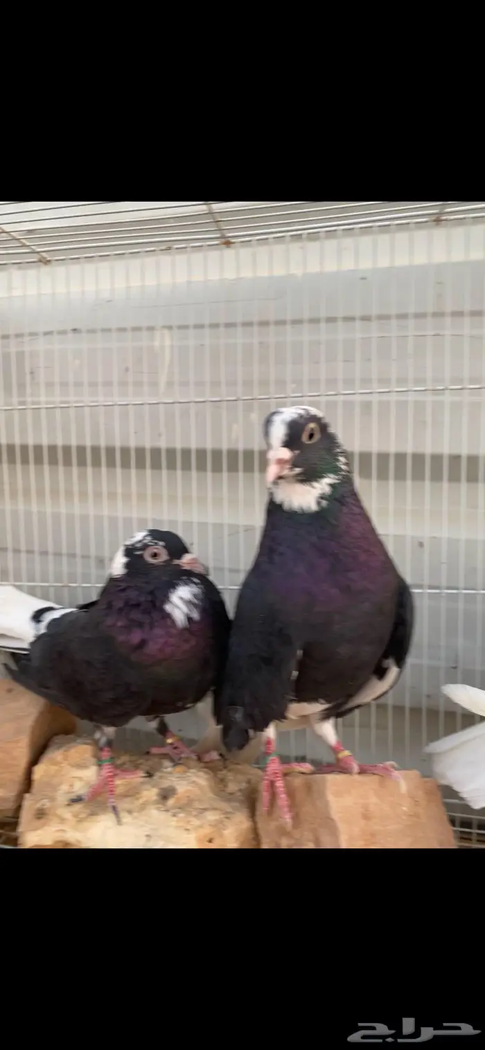 جوزين درع جميلة الخرج 4