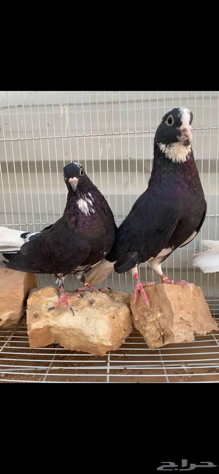 جوزين درع جميلة الخرج 8