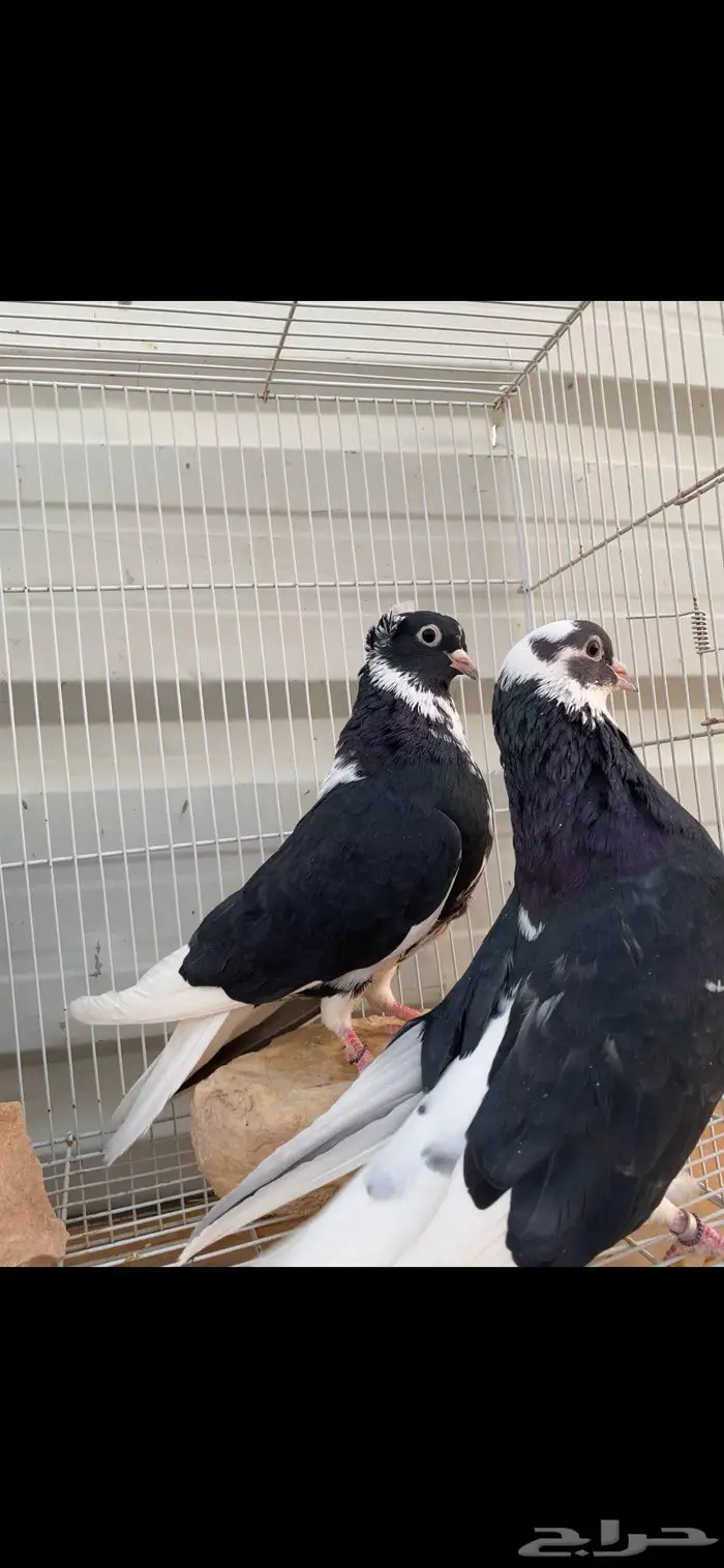 جوزين درع جميلة الخرج 3