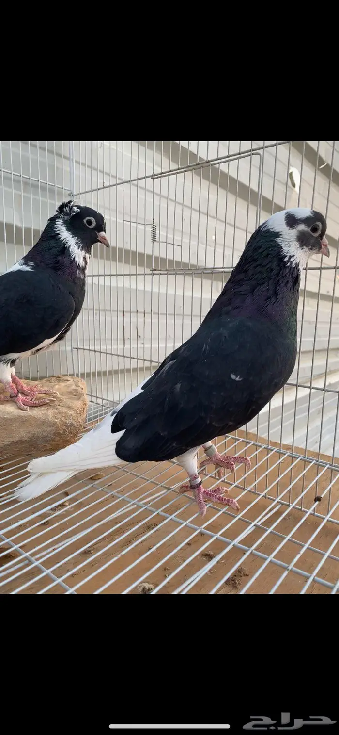 جوزين درع جميلة الخرج 9