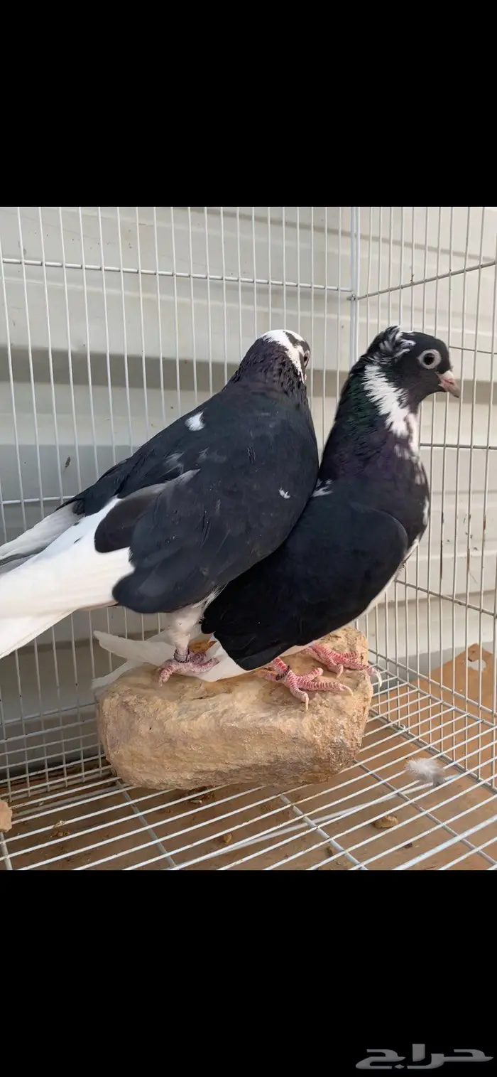 جوزين درع جميلة الخرج 0