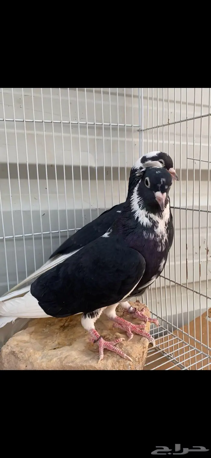 جوزين درع جميلة الخرج 1