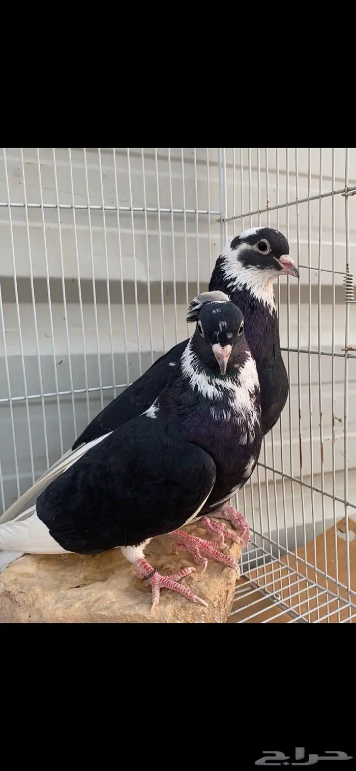 جوزين درع جميلة الخرج 7