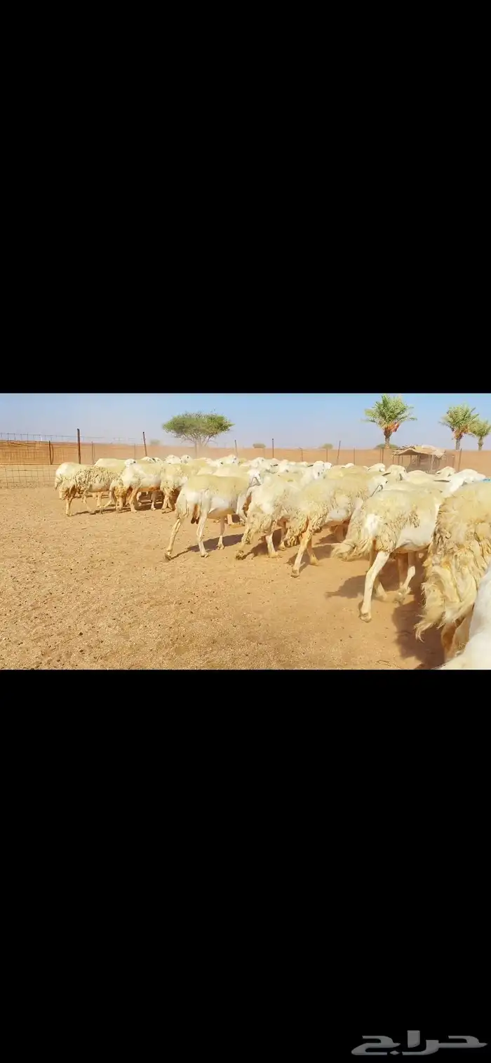 غنم حريات حرش وبره ملكية مراح واحد صنف الصنف 8