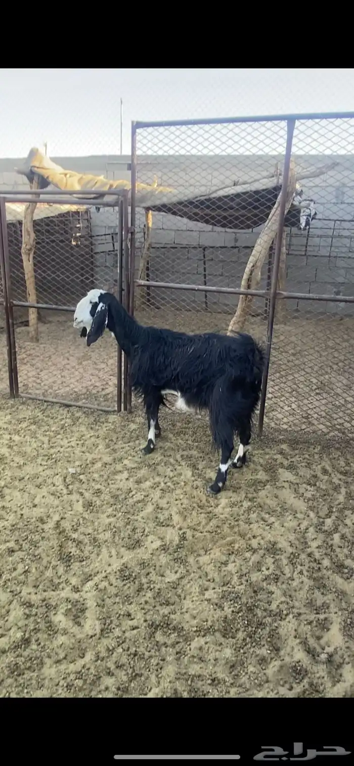 عنز دافع للبيع 2