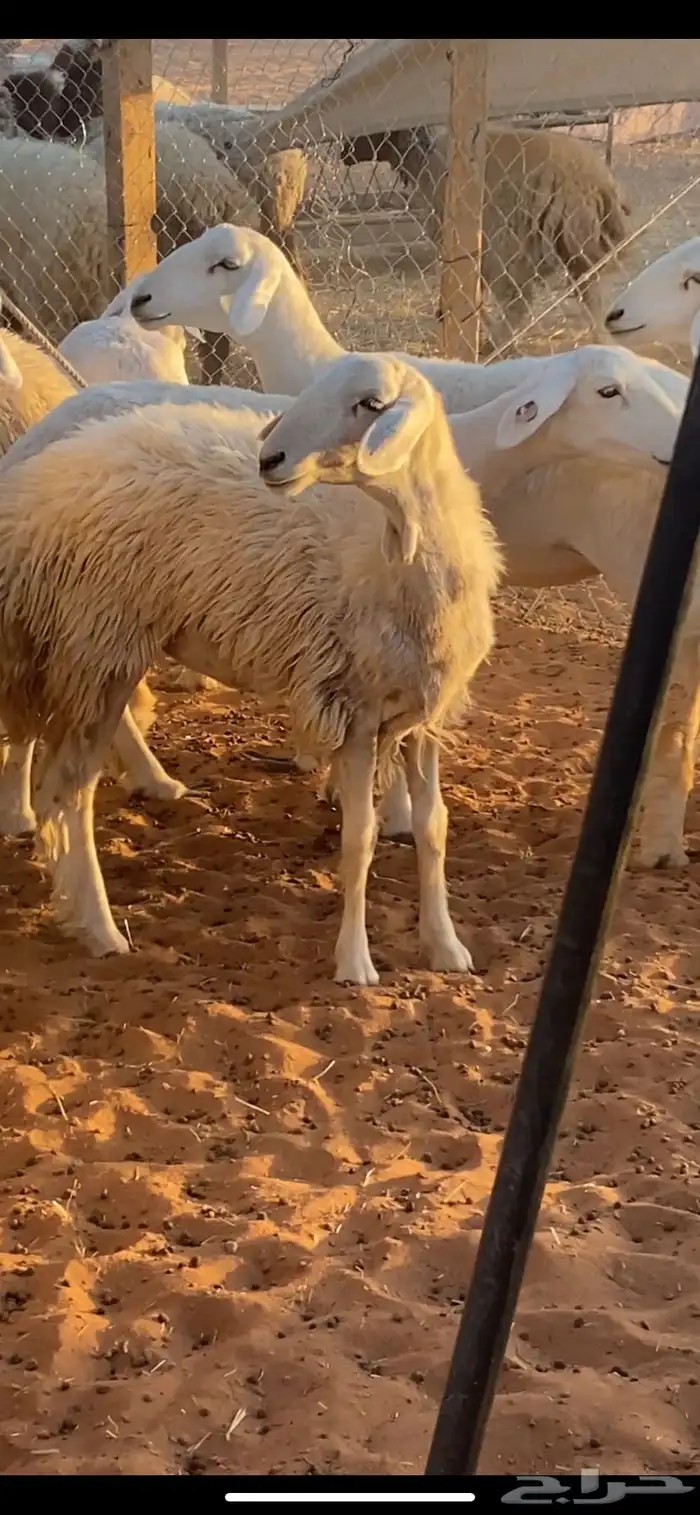 للبيع حريات صغار سن دفيع حرش 2