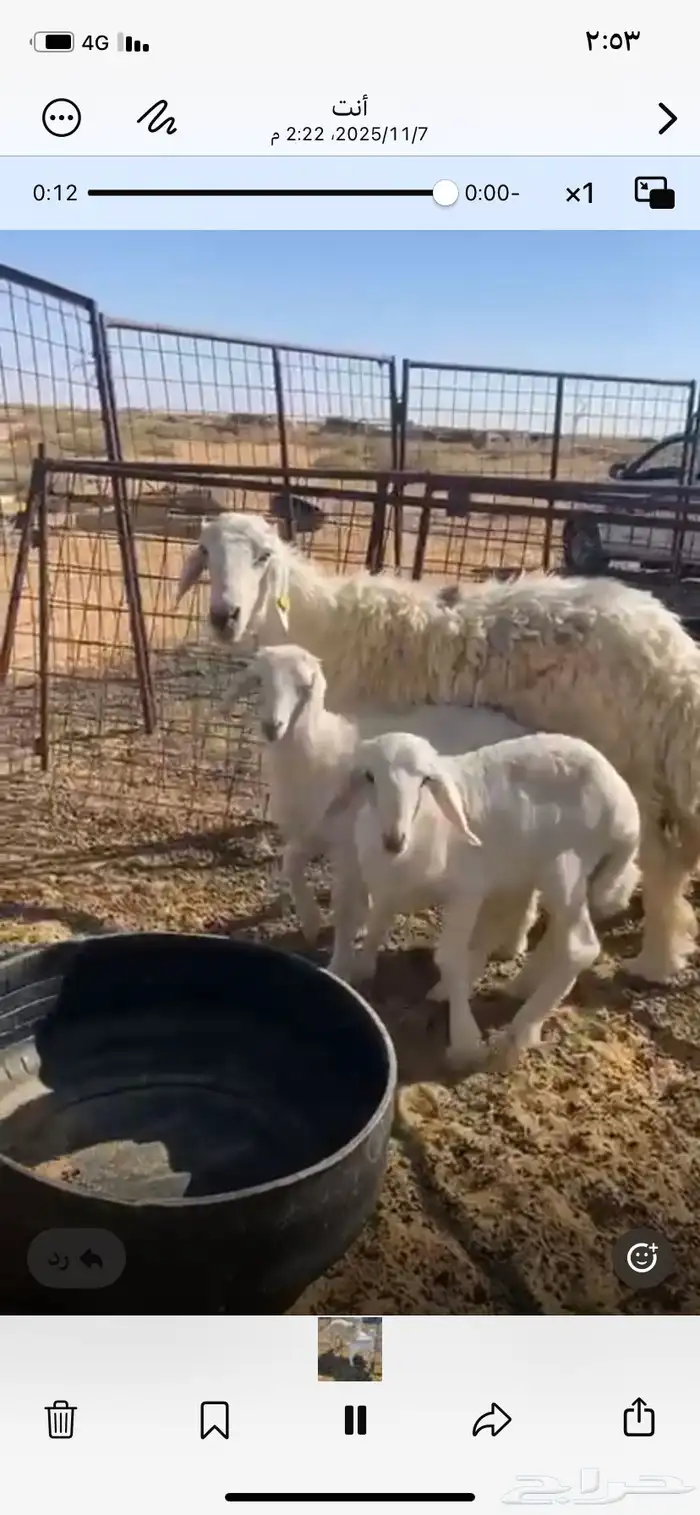 حريه معه خروف ورخل. سلم وروم 0