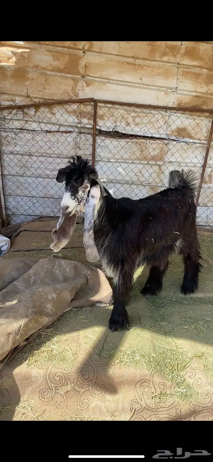 تيس عارضي خصم معرف 0