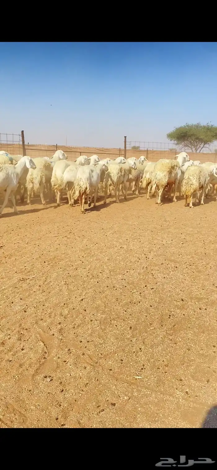 غنم حريات حرش وبره ملكية مراح واحد صنف الصنف 11
