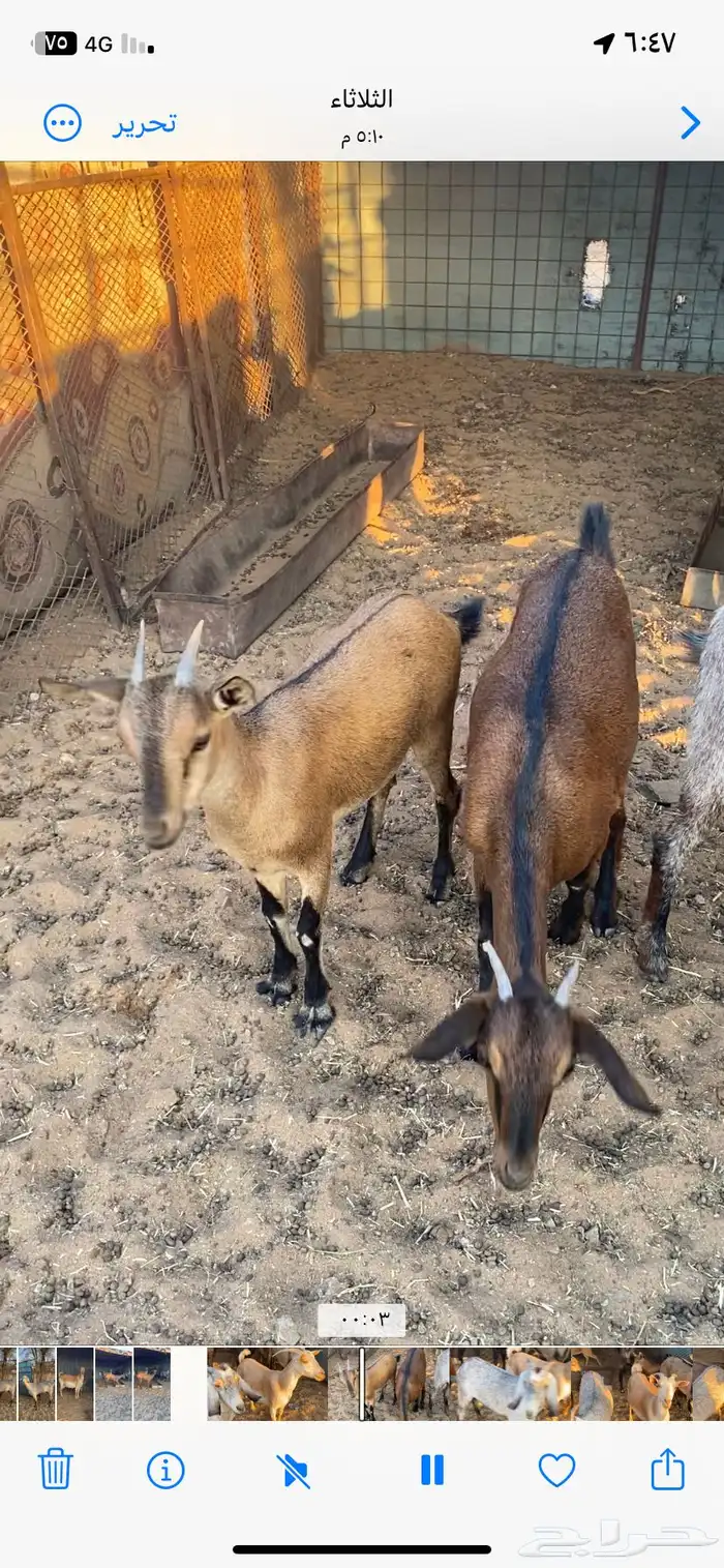 جفرات جذعات هجين ولد وعل 0