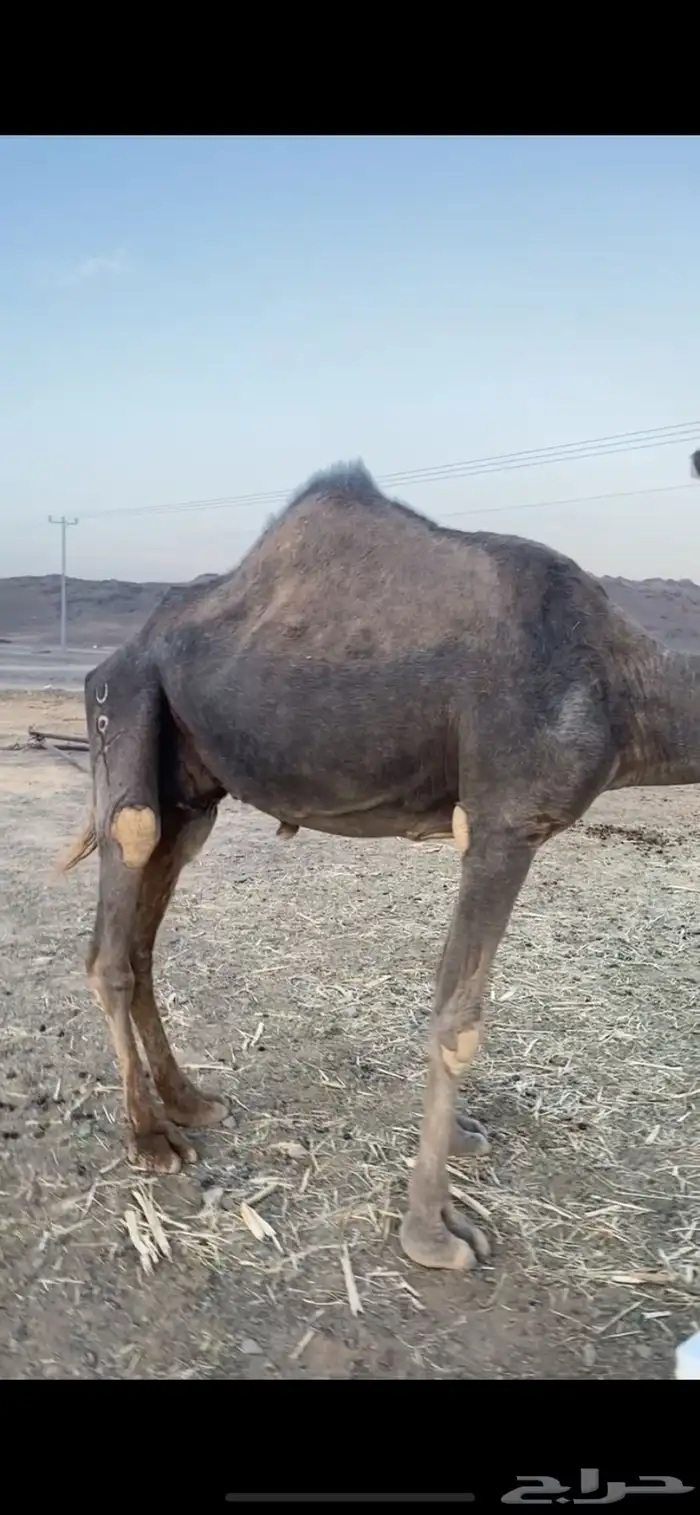 ناقه صفراء حد 3500 0