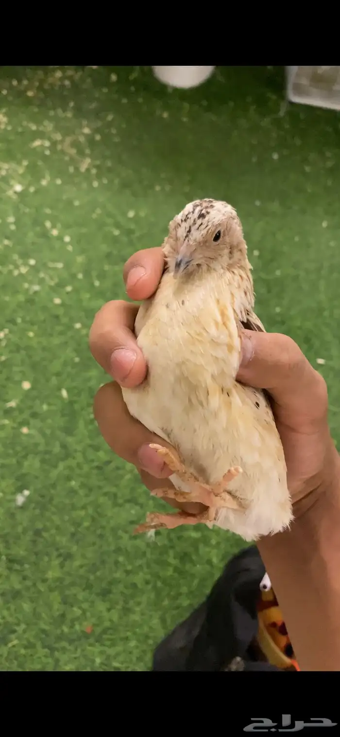 سمان او فري بيع مستعجل 2