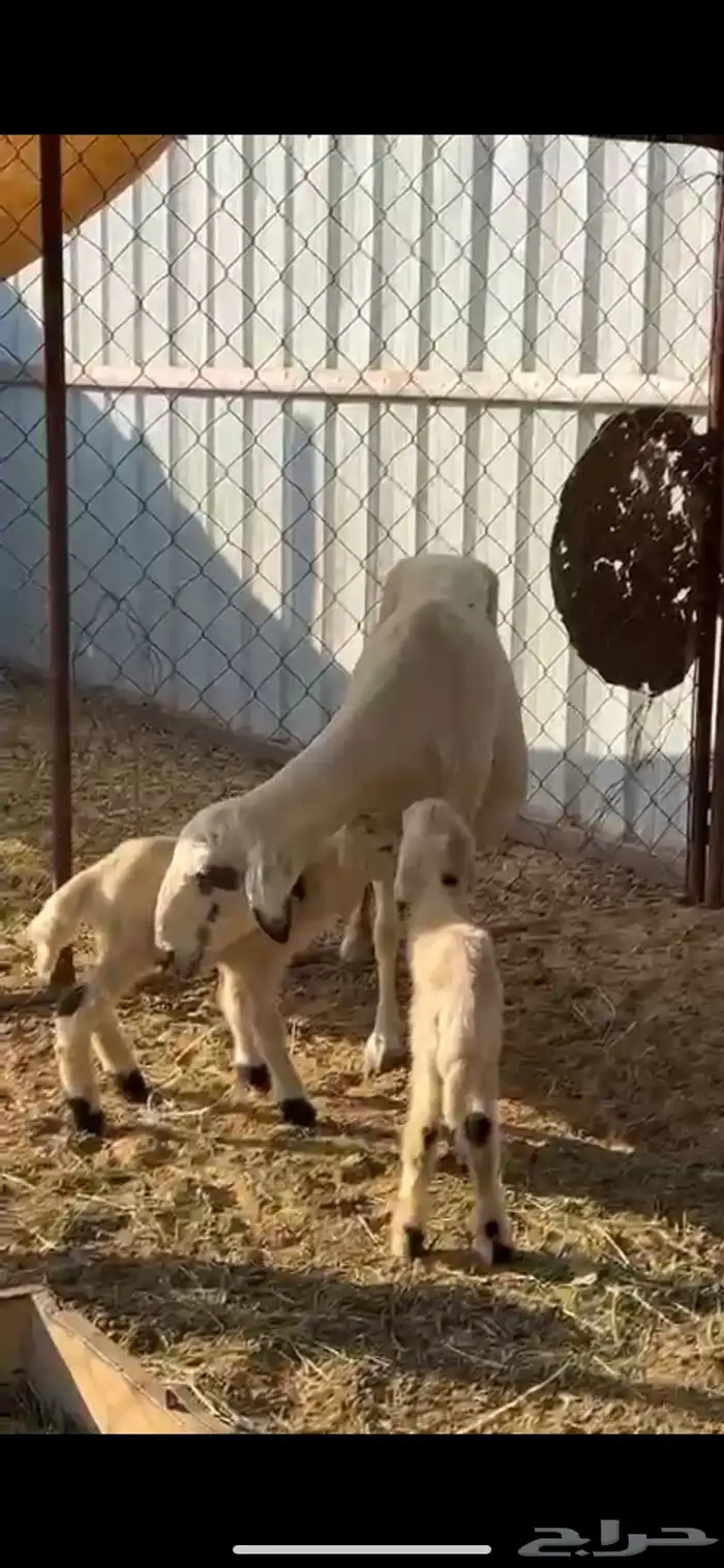 25ضان صفر برص دفيع 7