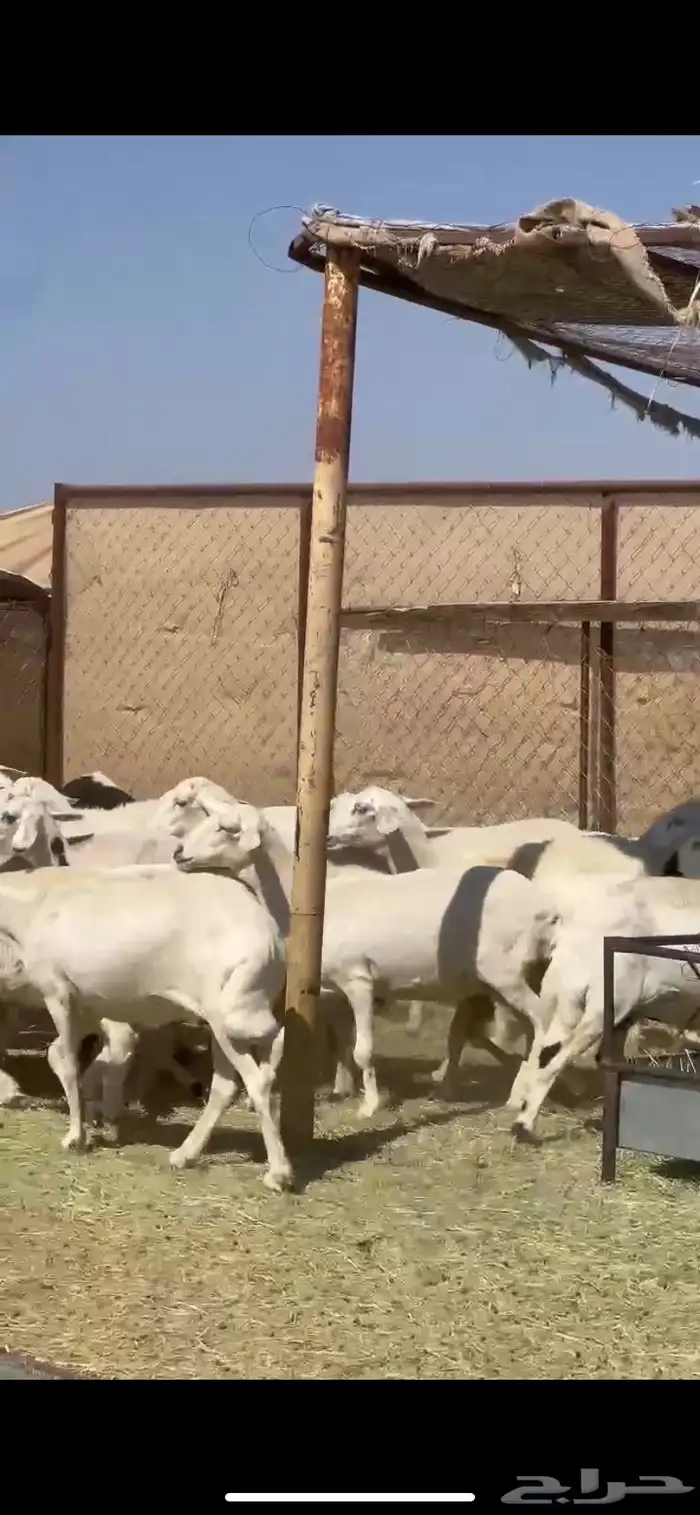 25ضان صفر برص دفيع 5