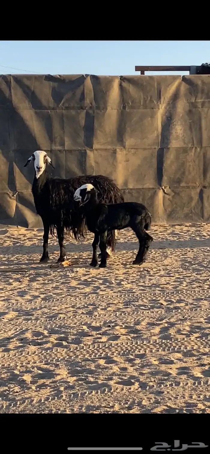 متبع تحتها رخل فل الفل مشروطه 0