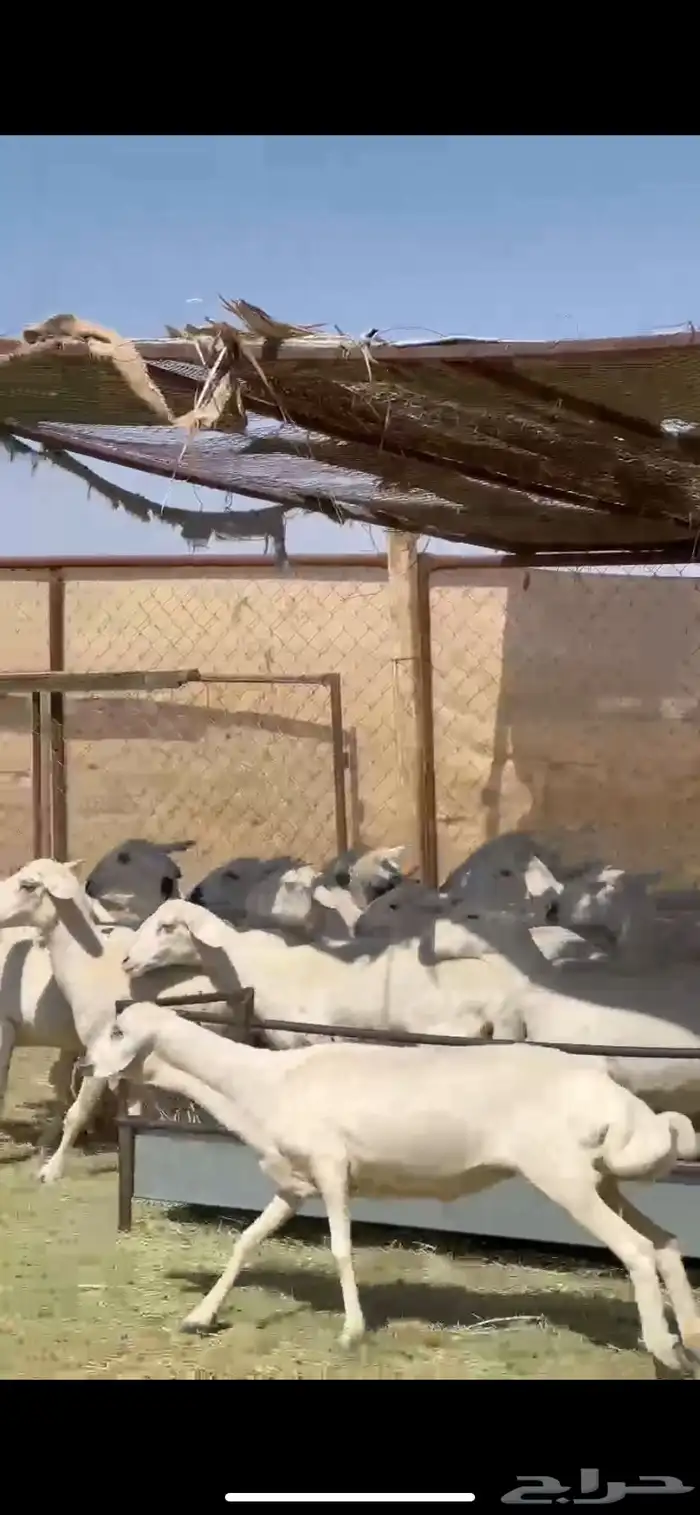 25ضان صفر برص دفيع 2