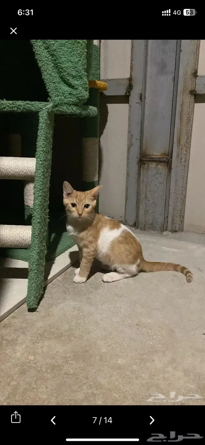 قطط انثى للتبني ( معقمه ) 6