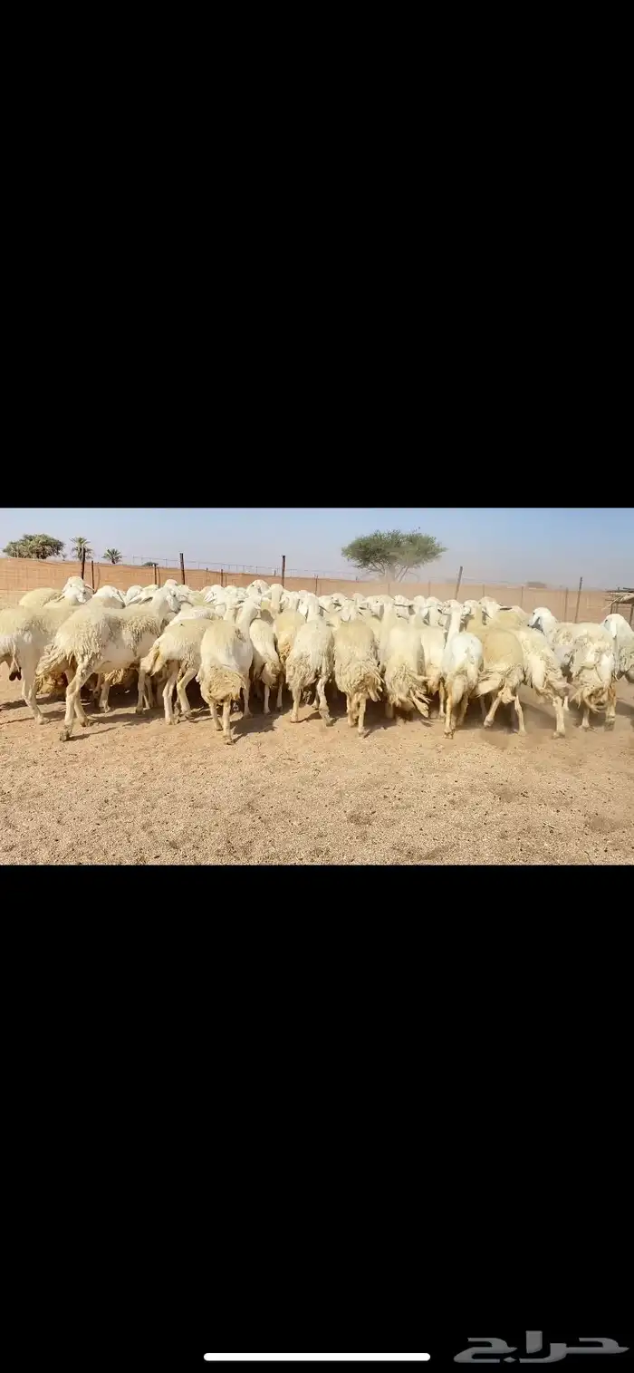 غنم حريات حرش وبره ملكية مراح واحد صنف الصنف 9