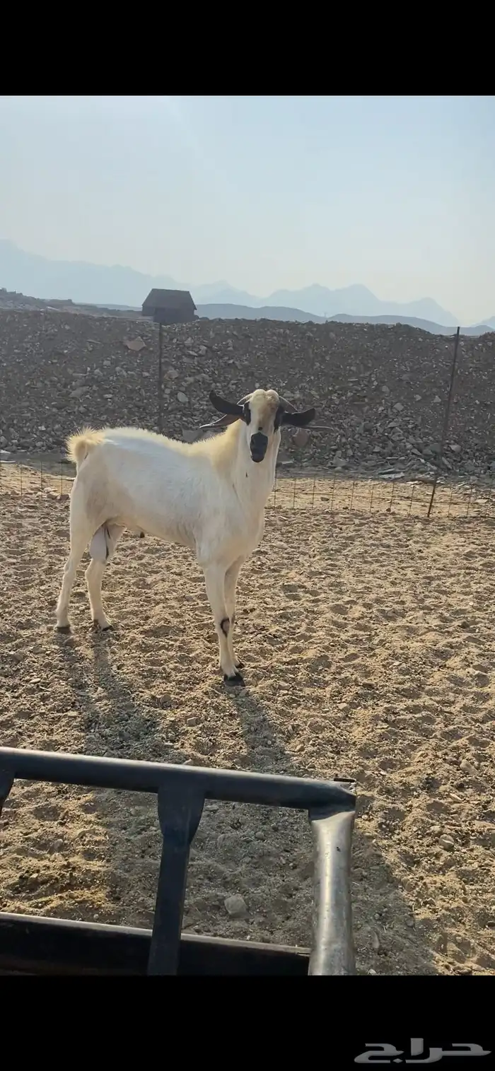 تيس فحل بيشي 1