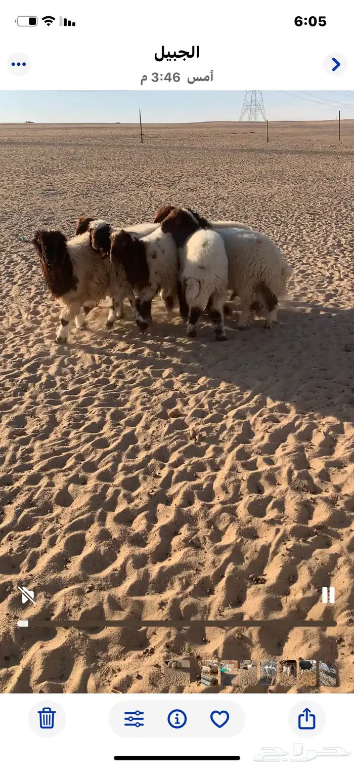 7 خرفان. 2 رخال سمان 1