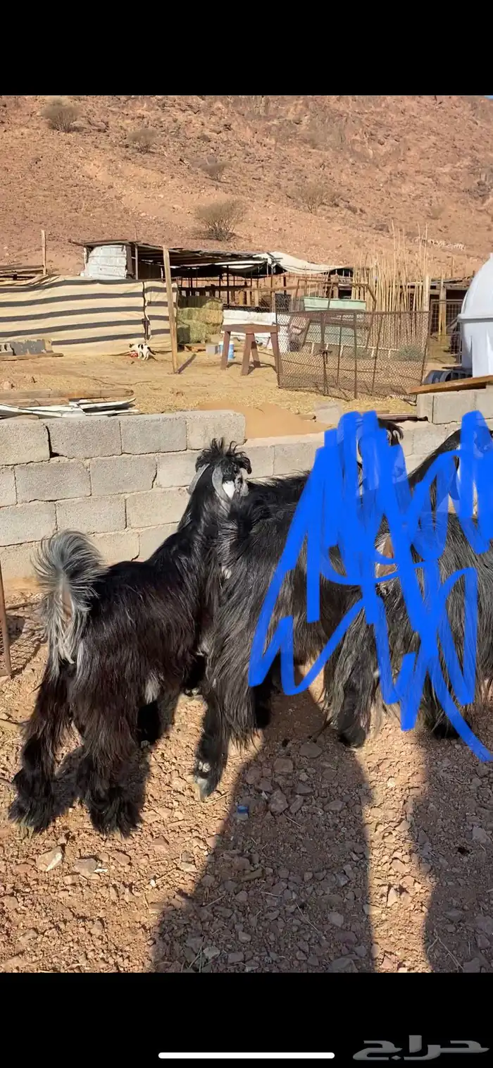 تيس عارضي خصم معرف 1