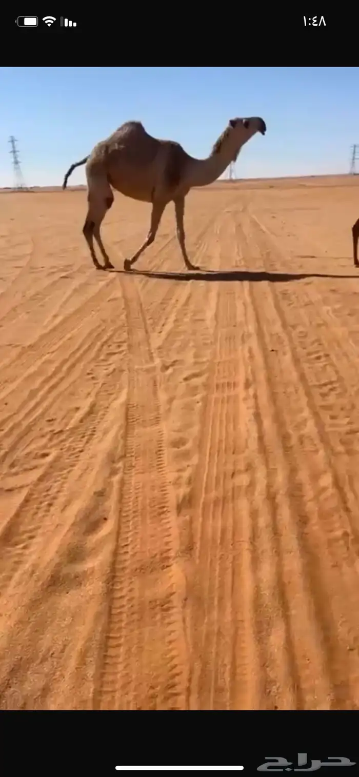 بكره رمانيه جذعه 0