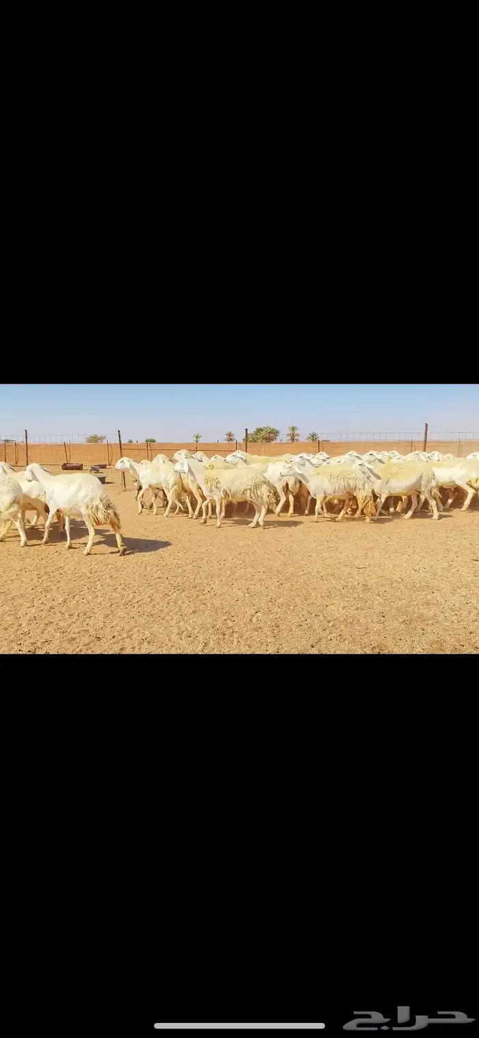 غنم حريات حرش وبره ملكية مراح واحد صنف الصنف 6