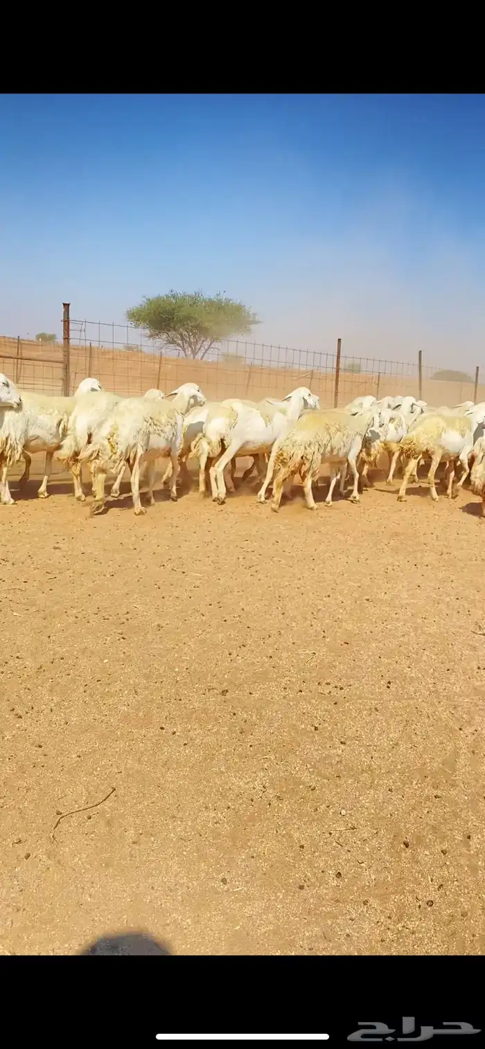 غنم حريات حرش وبره ملكية مراح واحد صنف الصنف 12