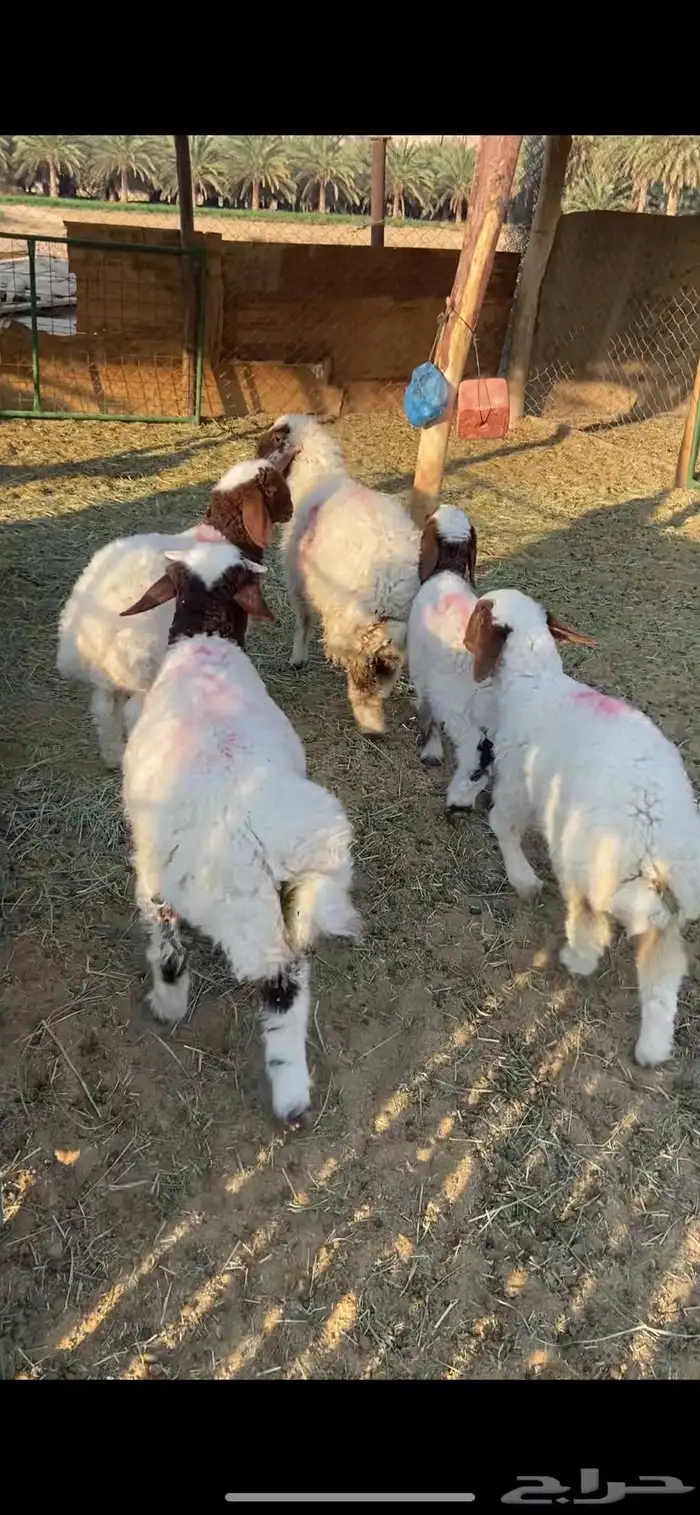 متابيع نعيم العدد 12 تحتها 12 2