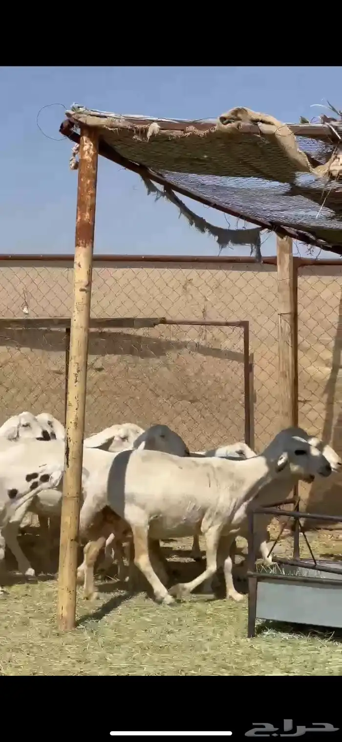 25ضان صفر برص دفيع 3