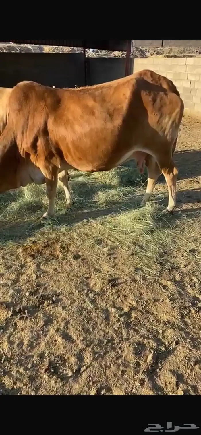 بقره كفو كفو كفو 1