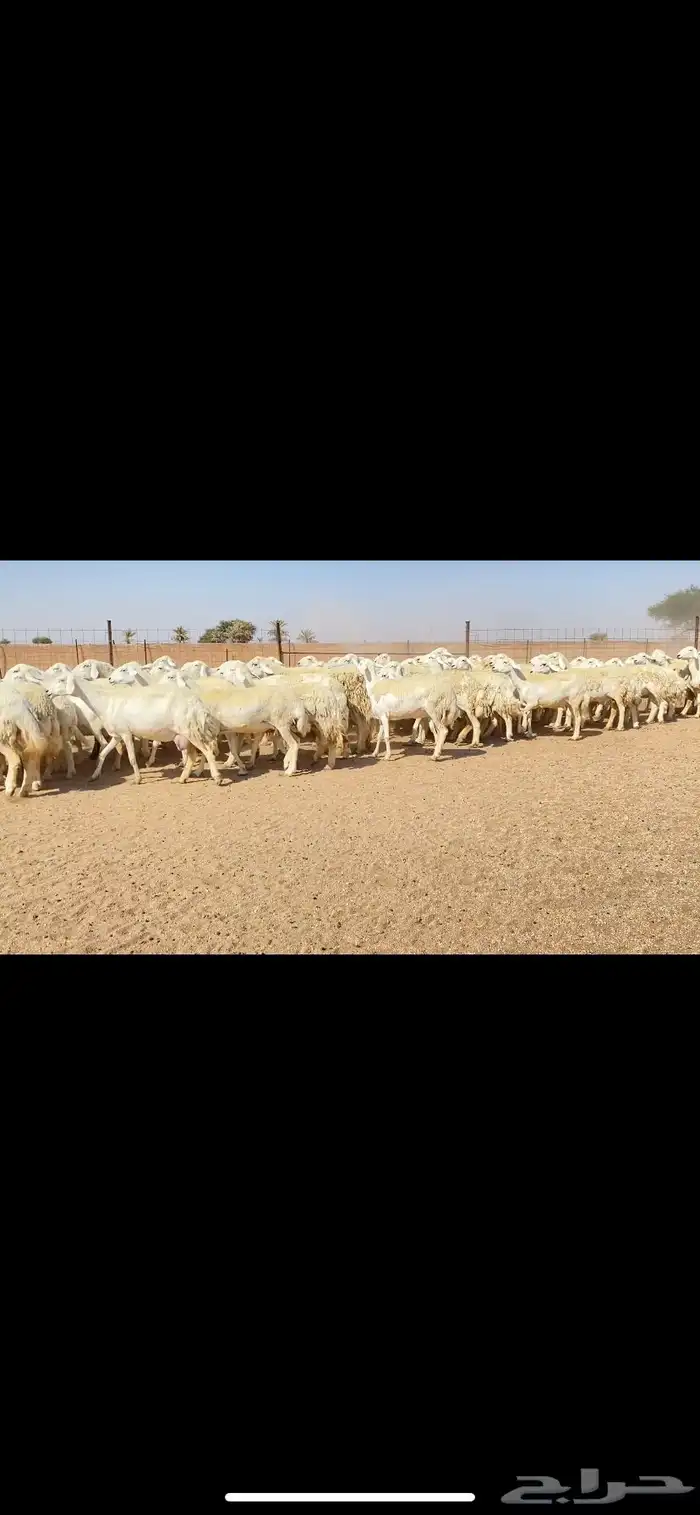 غنم حريات حرش وبره ملكية مراح واحد صنف الصنف 7