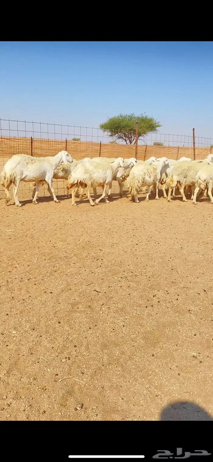 غنم حريات حرش وبره ملكية مراح واحد صنف الصنف 4