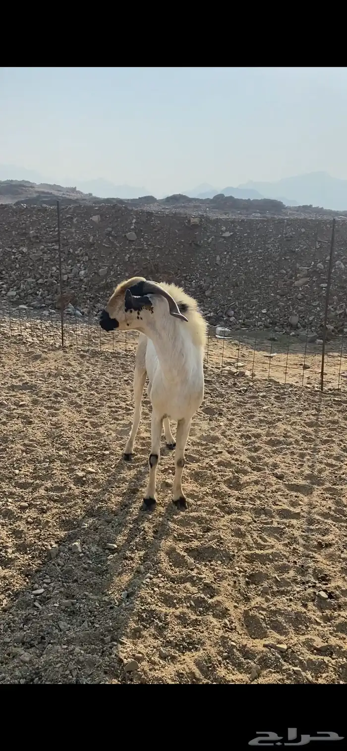 تيس فحل بيشي 2